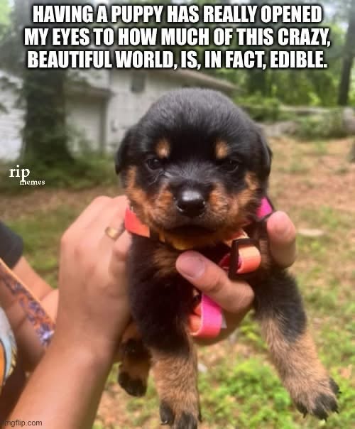 When you get a puppy and realize they'll try to eat everything
