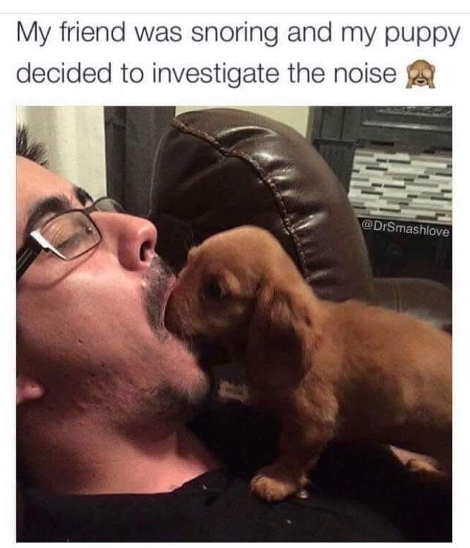 This puppy investigating the snoring is too cute, kinda jealous tbh