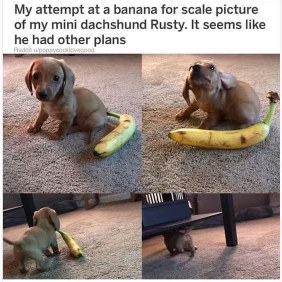 My puppy decided the banana was for him, not for scale.