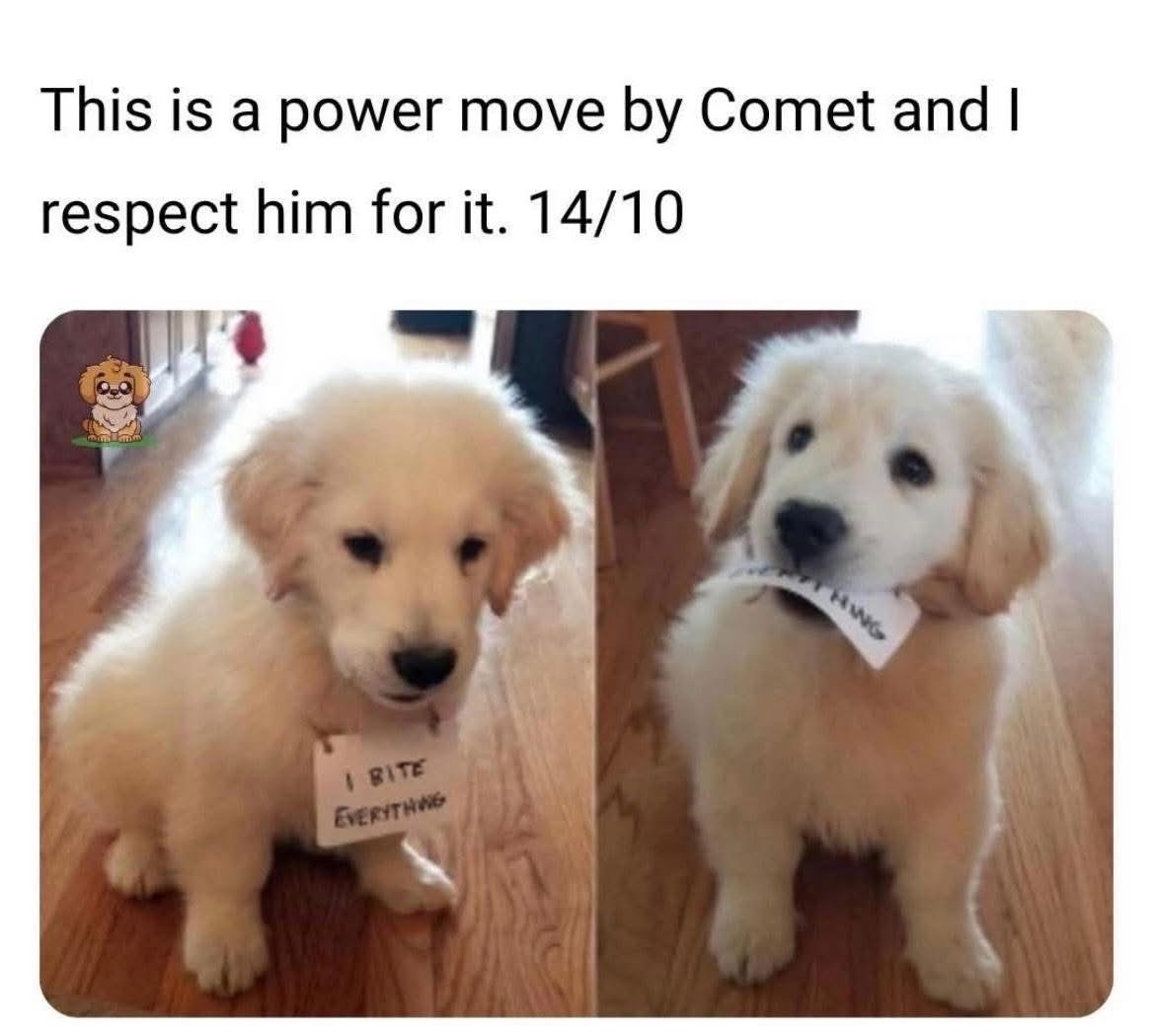 This dog was labeled 'I bite everything' but then proudly wore a sign saying 'something'.