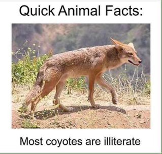 Who knew coyotes couldn't read? This is wild.