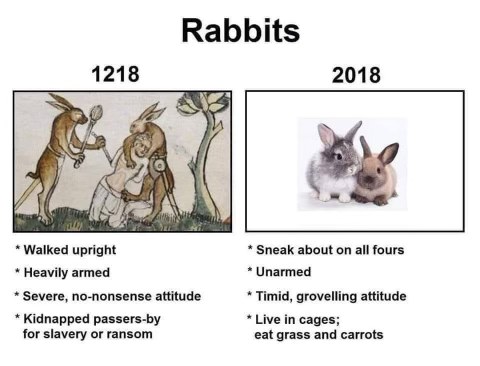 Wild rabbits in 1218 were basically medieval warlords, but now they're just cute fluffy pets