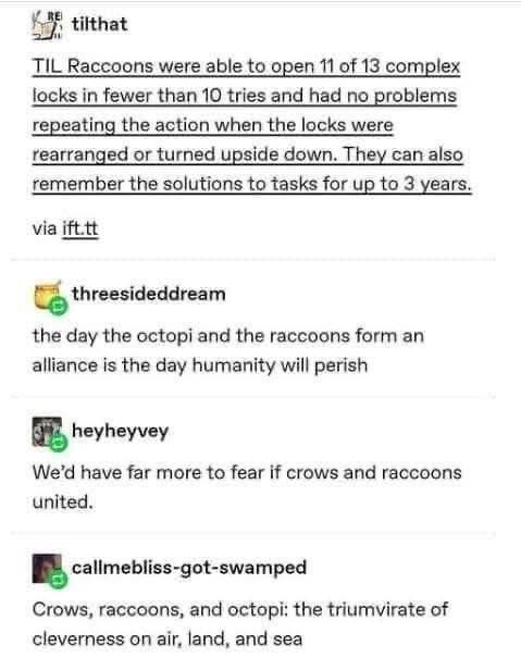 So basically, raccoons are super smart, and people are joking about them teaming up with octopi and crows to take over the world.