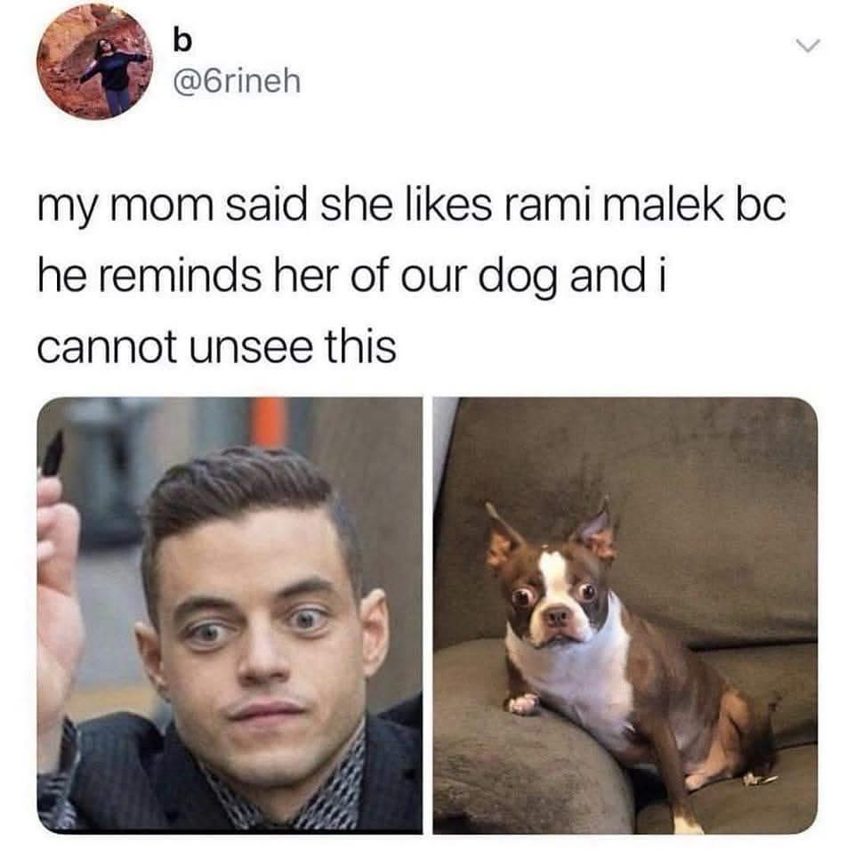 My mom thinks Rami Malek looks like our dog and now I can't unsee it either.