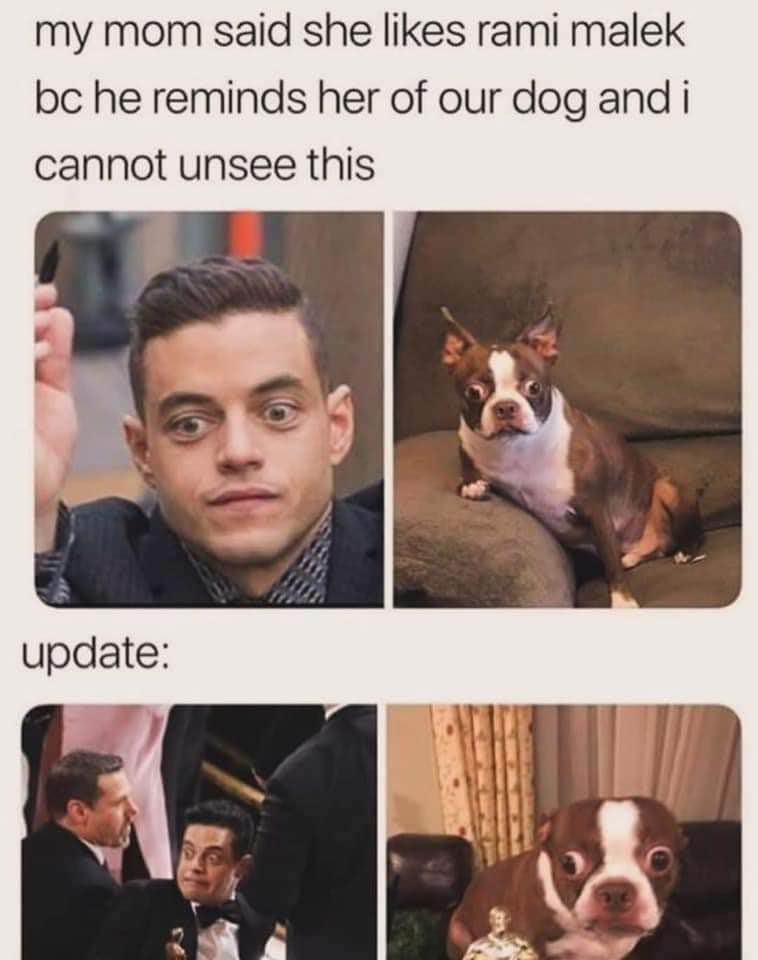 My mom said Rami Malek looks like our dog and now I can't unsee it