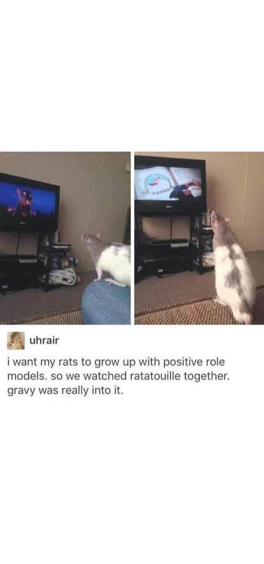 Teaching my rats life lessons via Pixar films