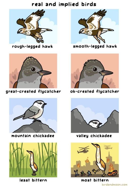 This joke about birds is literally the most bittern.