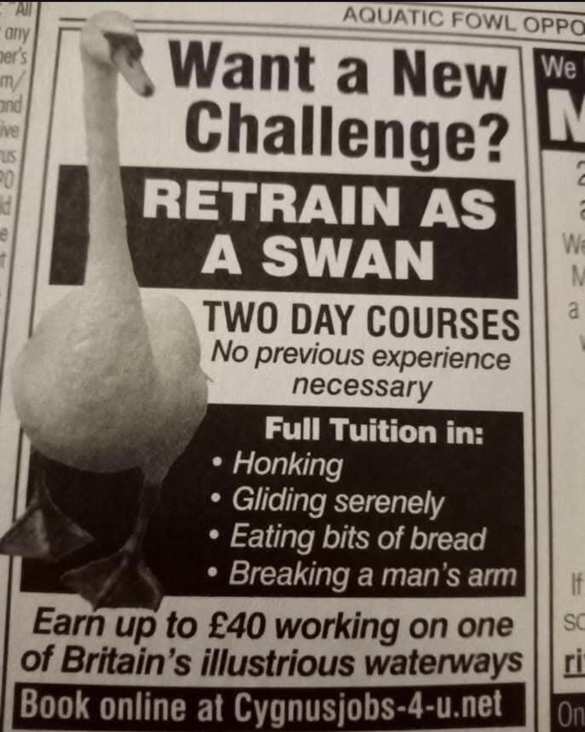 Me looking for a new career path. Apparently, swans have it pretty good.