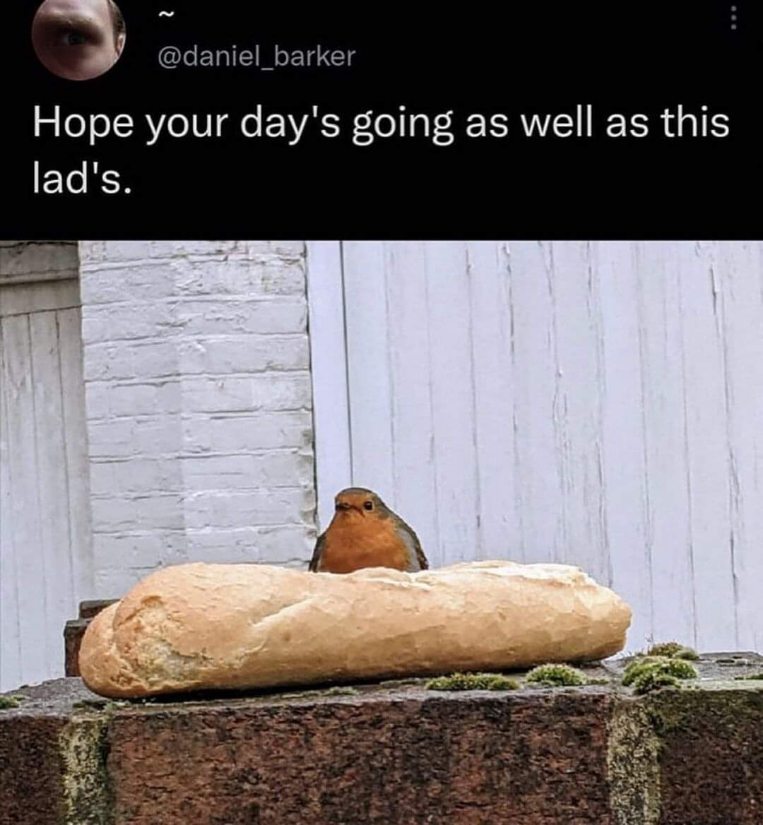This robin sitting on a baguette is my spirit animal for today.
