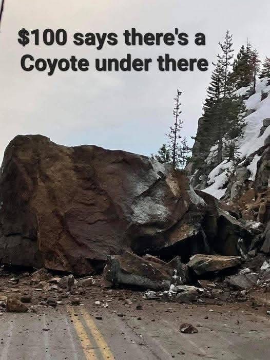 My money's on the coyote being under that rock, anyone wanna take that bet?