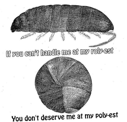 This is what happens when you mess with a roly poly