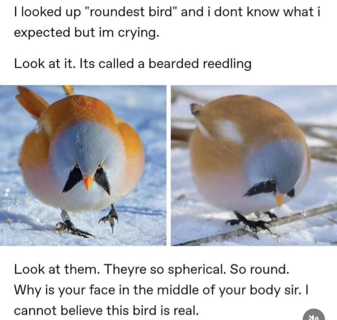 Found the roundest bird and now I have questions about its face placement