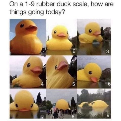 This is basically how I feel about my life on any given day, depends on the duck really.