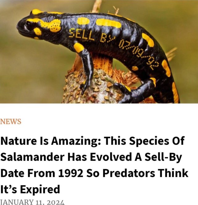 This salamander has evolved to have a 'sell by' date from 1992 so predators think it's expired lol