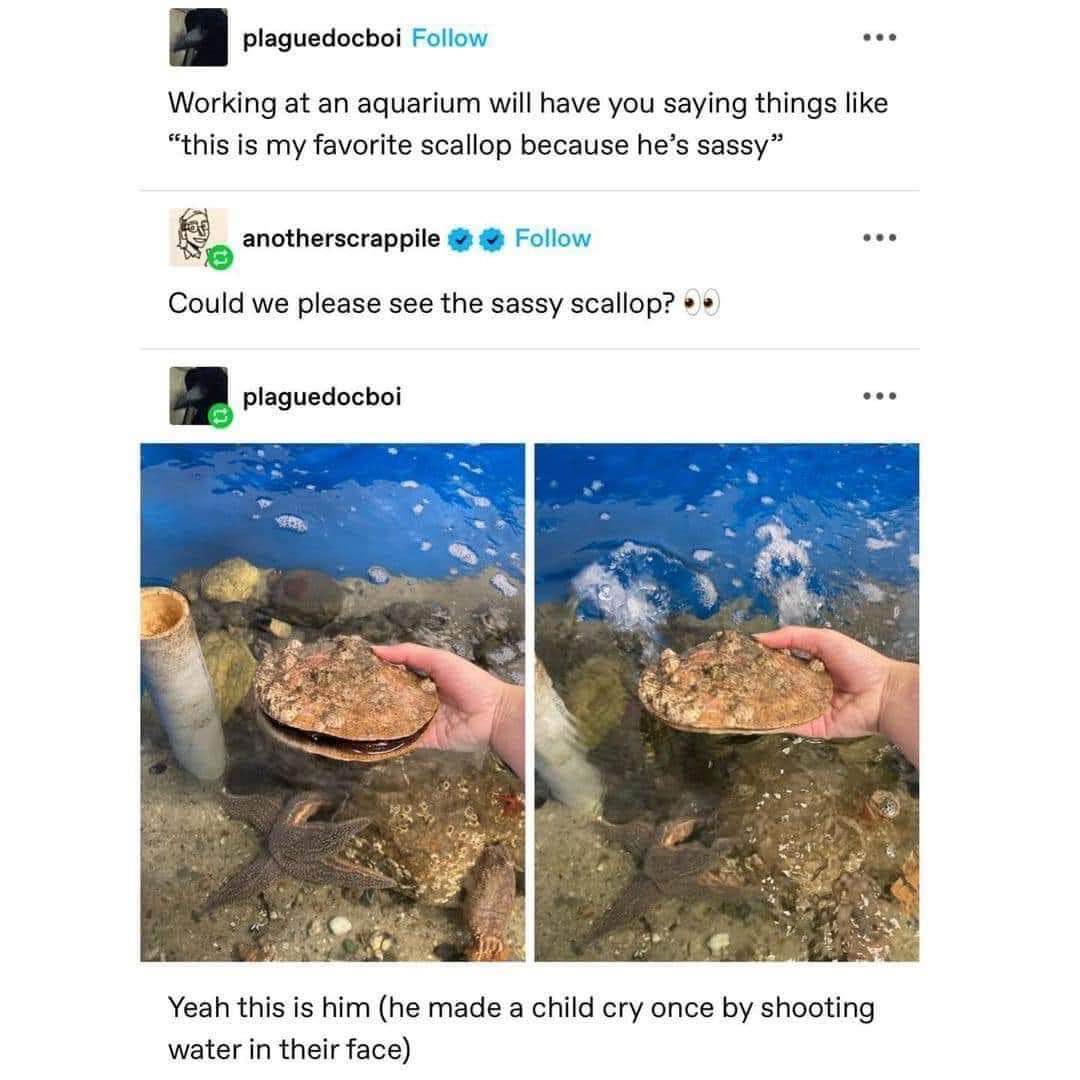 OMG this scallop is apparently a menace that made a child cry by shooting water at them