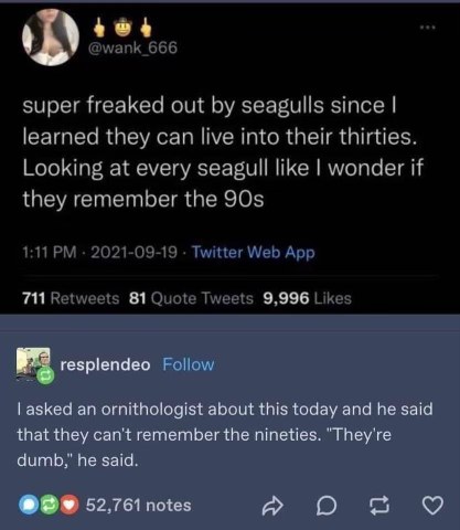 Was lowkey scared of seagulls but now I'm scared they remember the 90s.