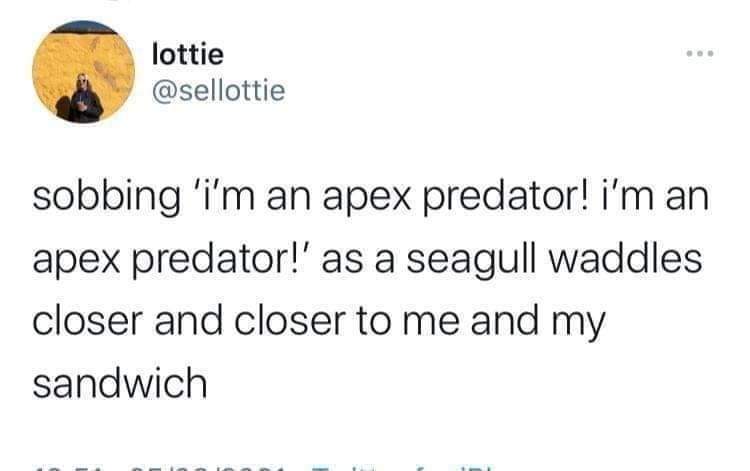 Me trying to be tough but a seagull wants my sandwich