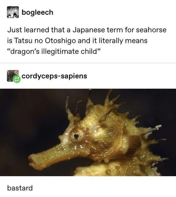 lmao that seahorse is literally the dragon's illegitimate child
