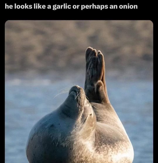 This seal looks like a garlic or maybe an onion lol