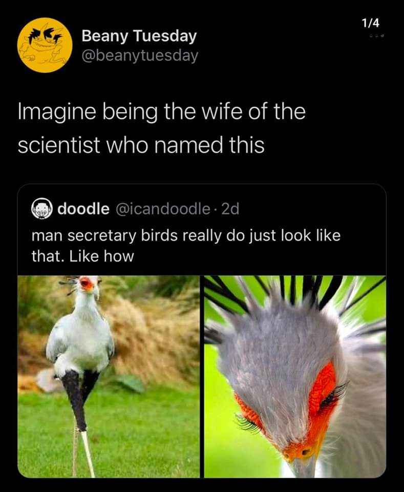 Can't believe someone named this bird a 'secretary bird' and thought it was normal lol