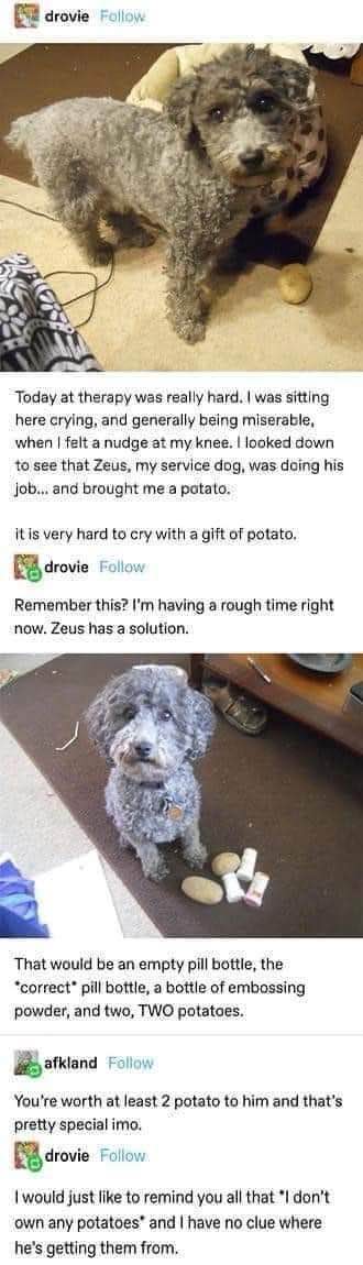 My service dog Zeus is trying his best to comfort me by bringing me potatoes, even though I don't own any.