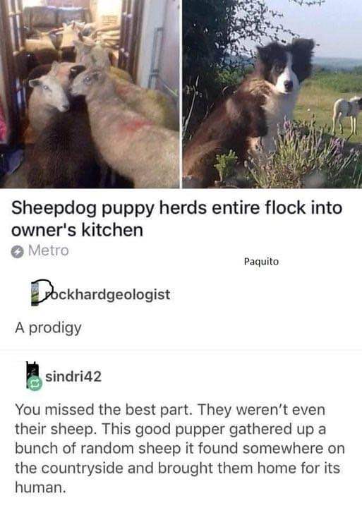 This puppy took herding to a whole new level and rounded up stray sheep for its owner. What a good dog!