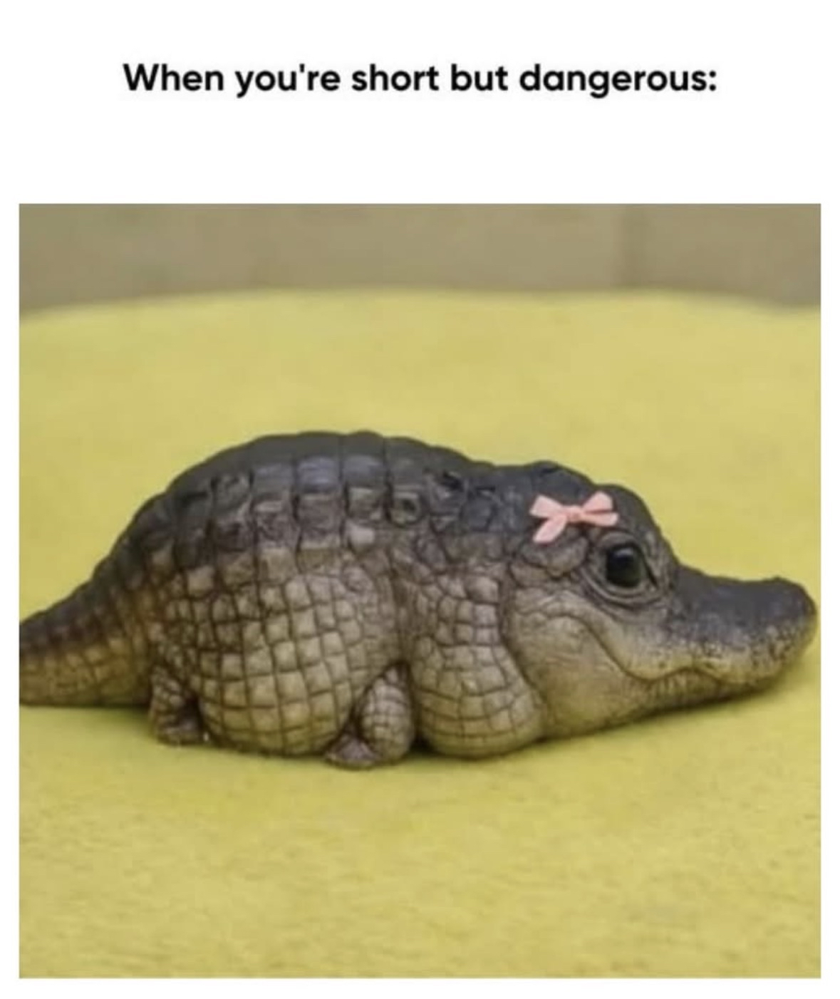 When you're short but still have that 'don't mess with me' vibe