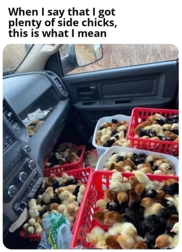 LOL, this dude really took the phrase 'side chicks' literally. Too many baby chickens!