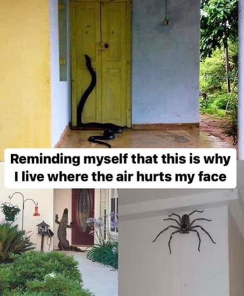 Yeah, I'll take the frostbite over a nope rope, a gator on the porch, or a spider the size of my face any day.