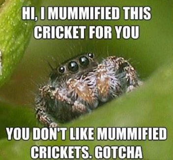 My spider friend bringing me gifts I definitely didn't ask for. So thoughtful.