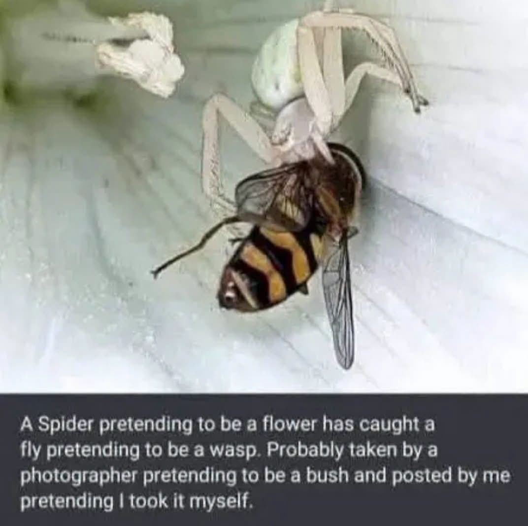 It's layers of deception all the way down, from the spider to the caption writer