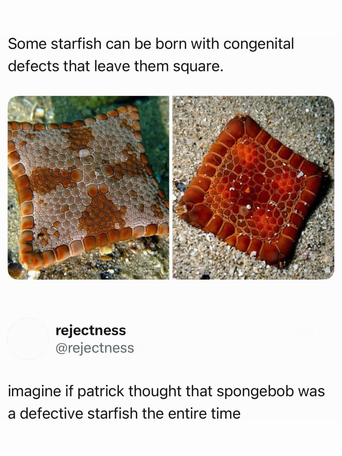 OMG imagine if Patrick thought Spongebob was a defective starfish this whole time
