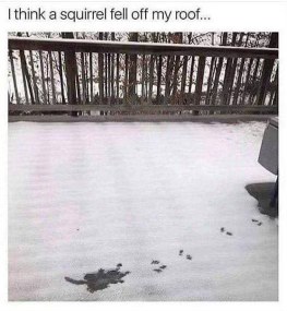 When you try to be a graceful squirrel but just faceplant into the snow