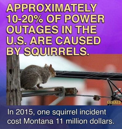 So the squirrels are behind all the blackouts... and they're basically costing us millions. Rude.