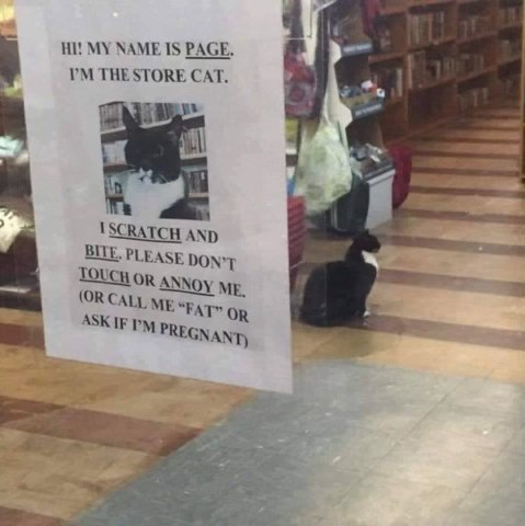 This store cat has some strict rules of engagement and I love it.