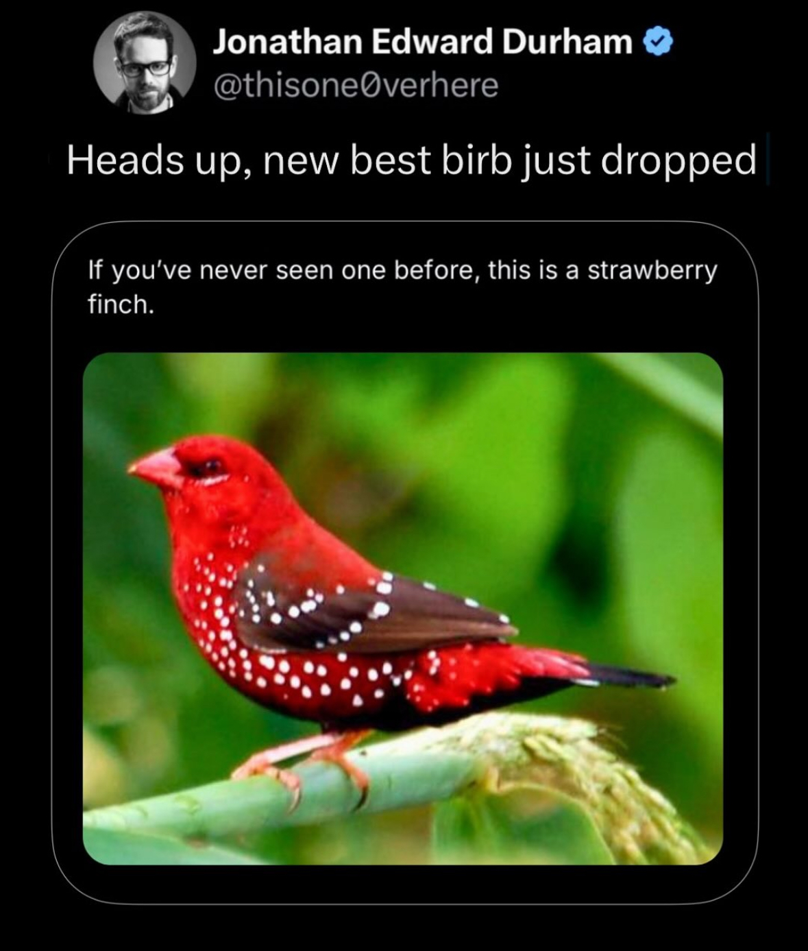 omg this bird looks like a little christmas ornament. new fave bird confirmed.