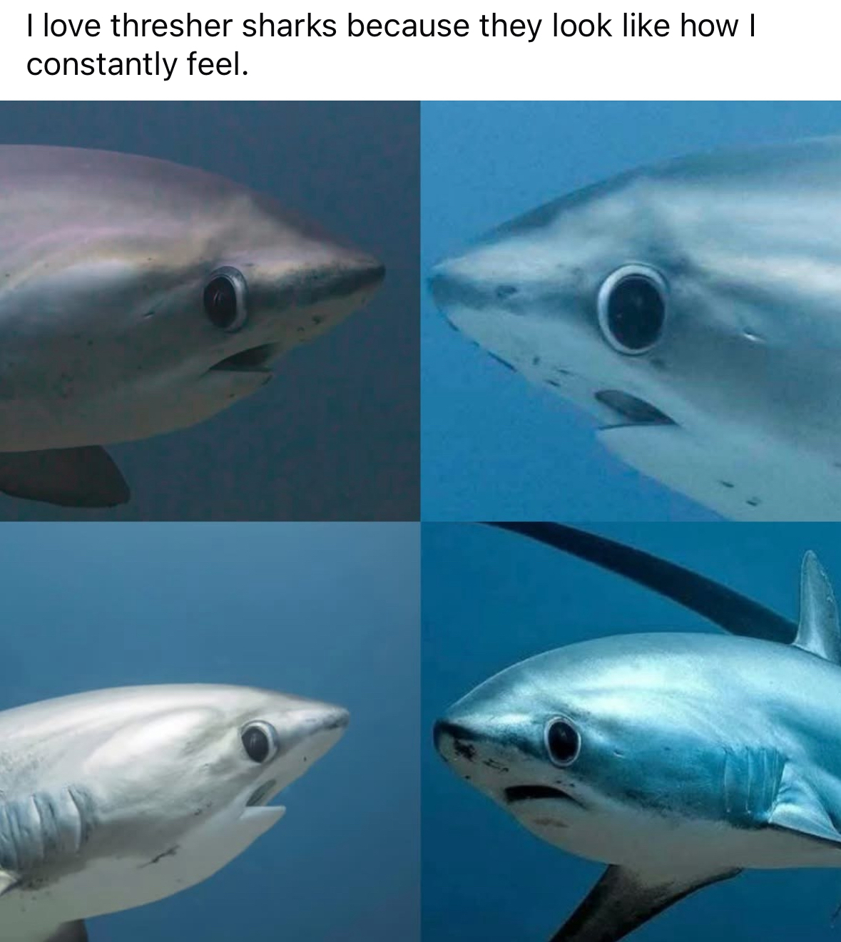 These sharks look like they're perpetually stressed and I feel that
