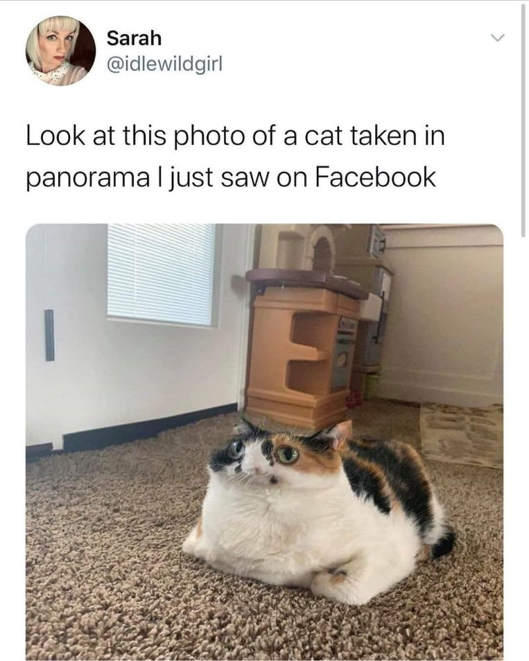 This cat looks like it got stretched out in a panorama photo and I'm crying