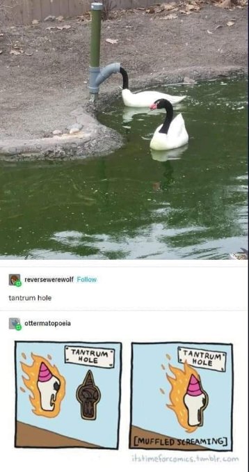 This swan is just tryna get a drink but looks like it walked into a haunted house.