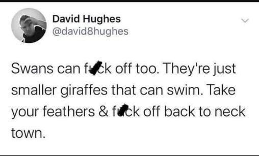 lol this dude really called swans tiny swimming giraffes and told them to go back to neck town