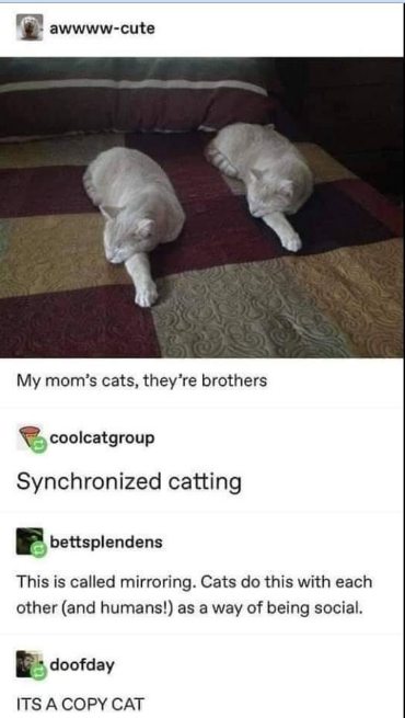 These cats are so in sync, it's like they're clones lol