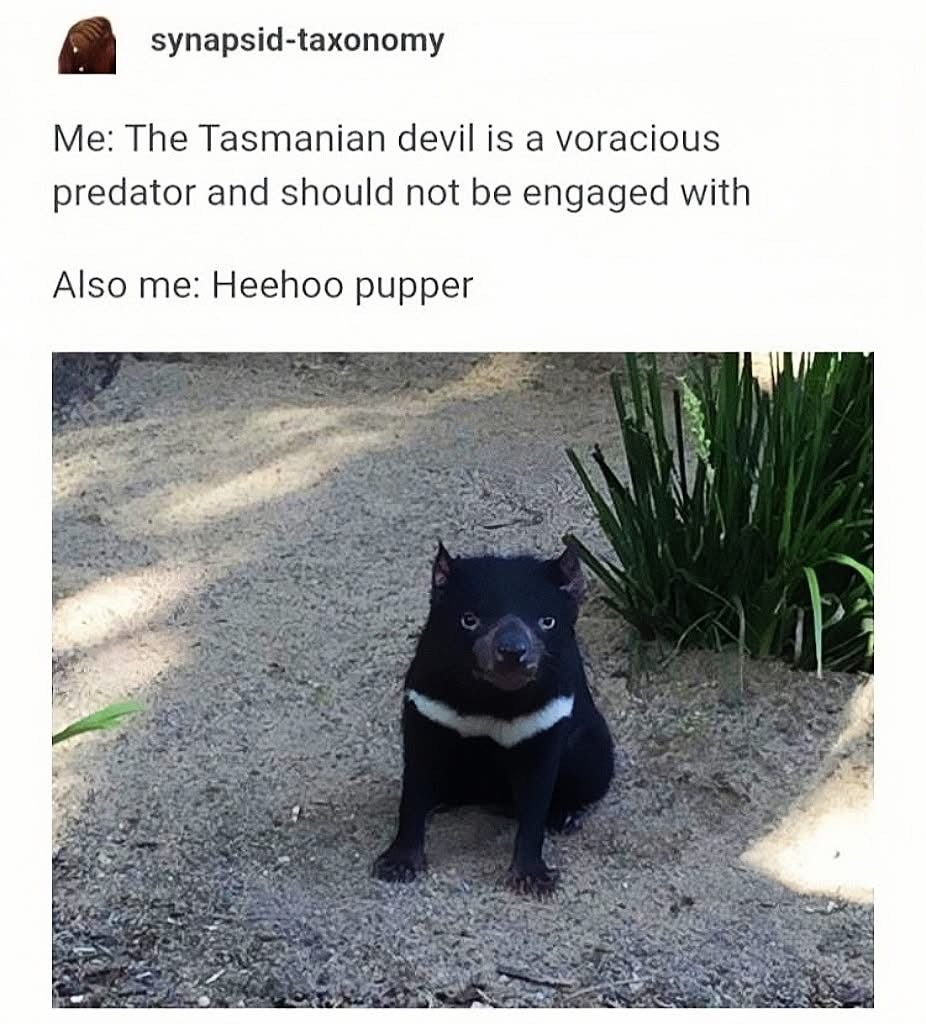 Me knowing Tasmanian devils are dangerous predators but still thinking 'heehoo pupper'