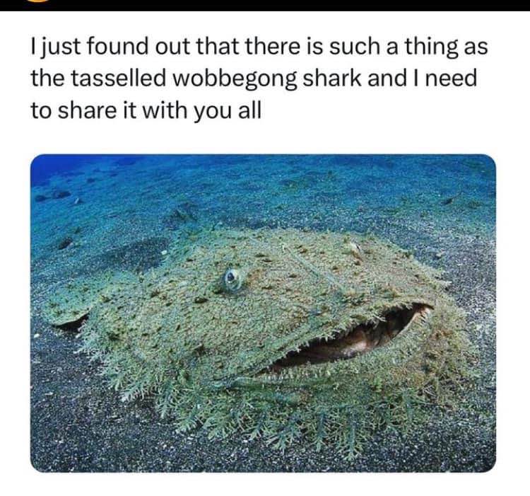 This shark looks like it just remembered what it ate last week
