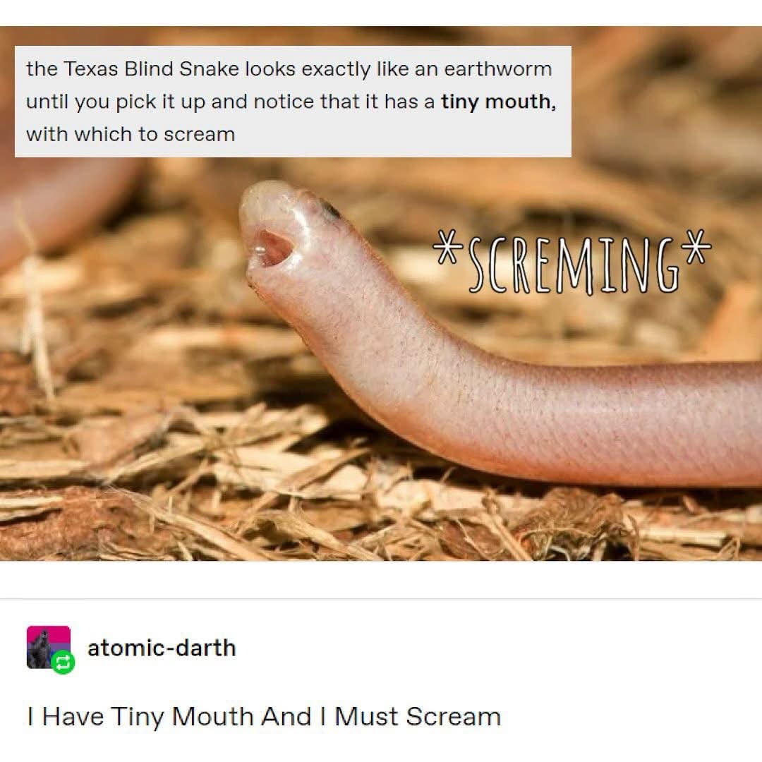 This Texas Blind Snake looks like an earthworm until you realize it has a tiny mouth with which to scream. lol