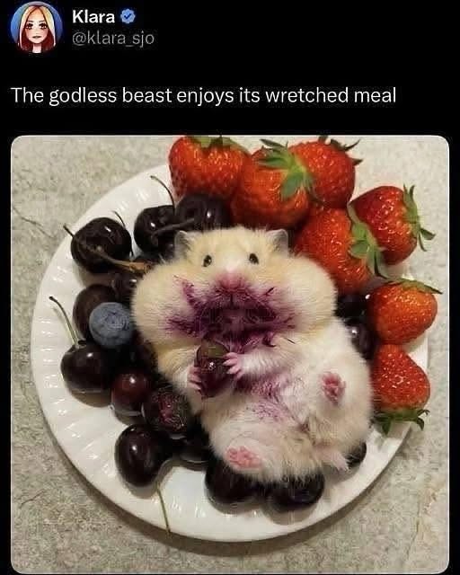 My hamster has clearly found its true calling as a tiny, fruit-covered fiend