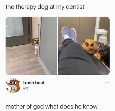 Therapy dog at the dentist is giving some serious side-eye