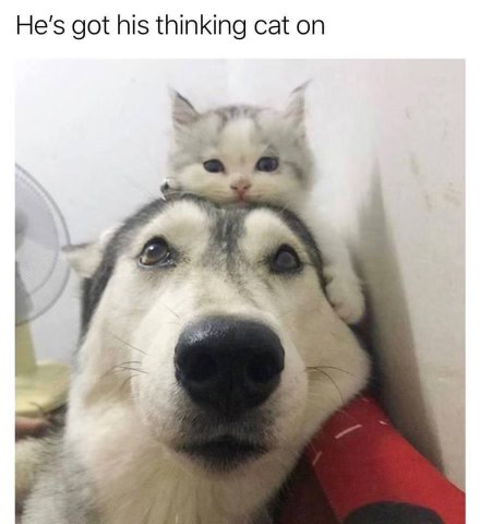 When the cat is the real brains of the operation