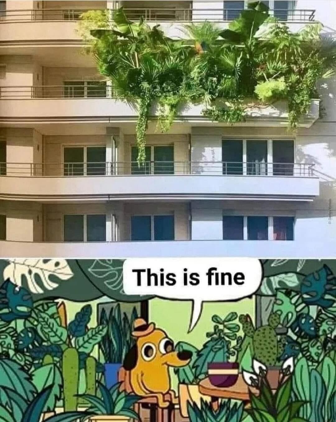 My apartment balcony plants are having an existential crisis, but it's fine.