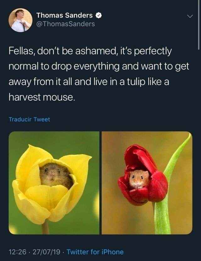 Me wanting to yeet myself into a tulip and live there forever like a tiny mouse.
