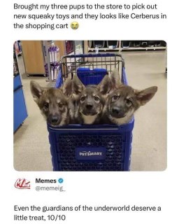 When your three dogs in a shopping cart look less like cute puppies and more like the guardian of the underworld.